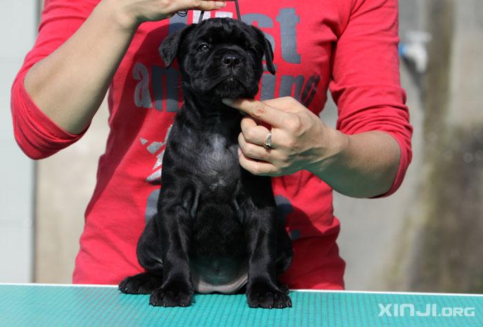 卡斯罗护卫犬幼犬出售 骨骼健壮 保健康 可送  出售世界名犬【金毛】